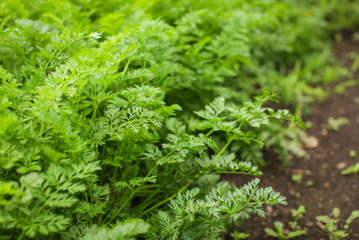 Close-up of fresh green leaves on field