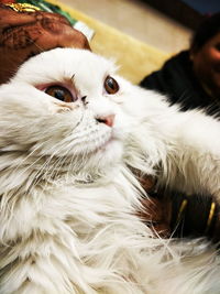 Close-up of a cat