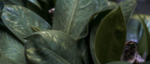 Close-up of green leaves