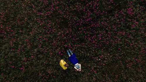 High angle view of flowering plant on field