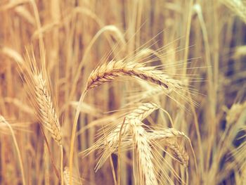 Close-up of crops growing on agricultural field