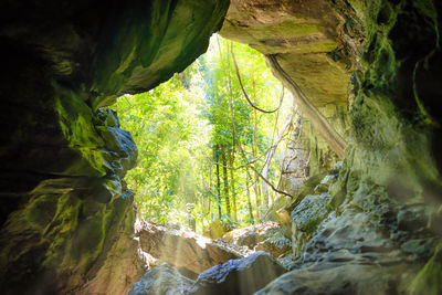 Scenic view of cave in forest