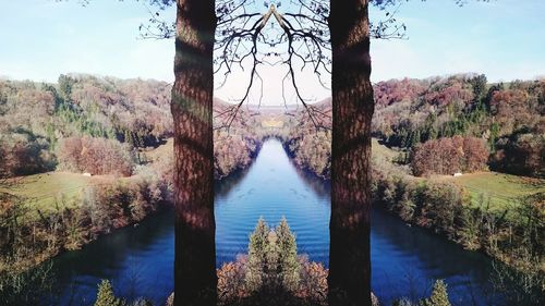 Reflection of trees in water