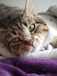 Close-up portrait of a cat