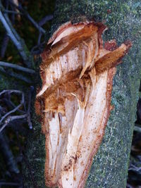 Close up of leaf