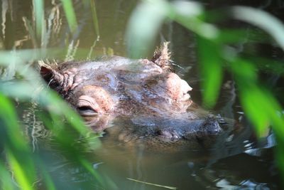 Close-up of turtle swimming in lake