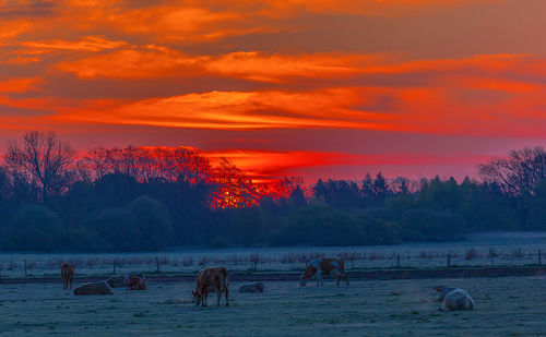 View of horses on beach during sunset