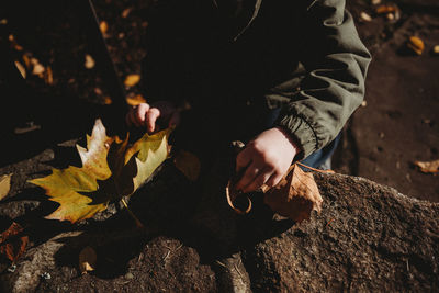 Midsection of man picking maple leaves during autumn