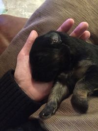 High angle view of woman with dog