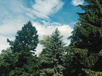 Low angle view of trees against sky