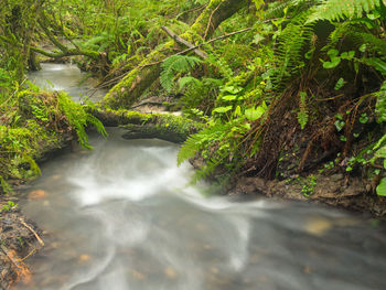 Stream flowing through rocks in forest