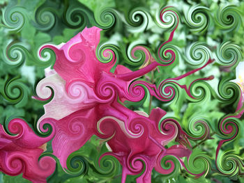 Close-up of pink rose