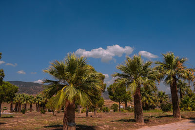 Palms on field against sky