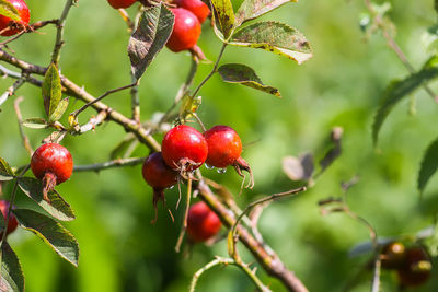 Close-up of red berries growing on tree