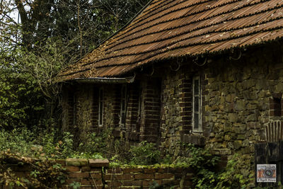 Ivy on built structure