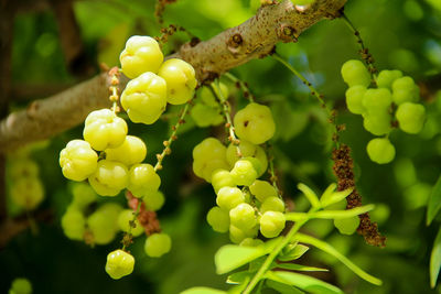 Close-up of green fruits hanging on tree