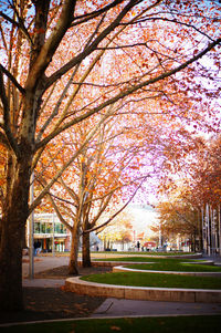 Footpath in park