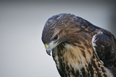 Close-up of bird against sky