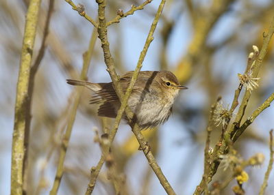 Close-up of bird perching on branch