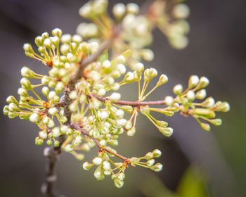 Close-up of flowering plant