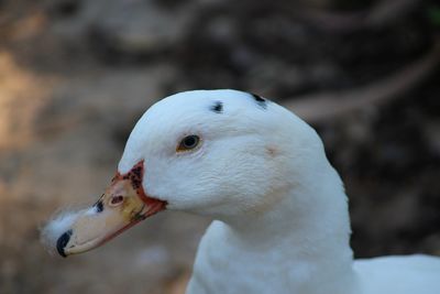 Close-up of duck 