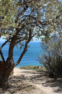 Trees by sea against sky