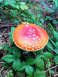 High angle view of red mushroom growing on field