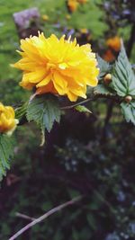 Close-up of yellow flower