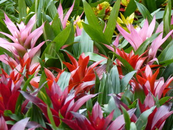 Close-up of red flowering plants