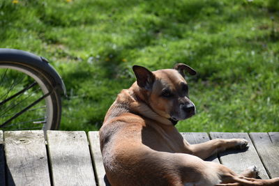 View of a dog looking away