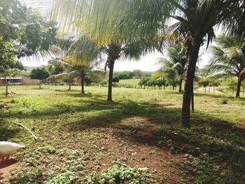 Trees in grass