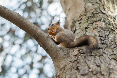 Squirrel on tree trunk against sky