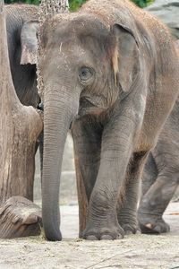 View of elephant in zoo