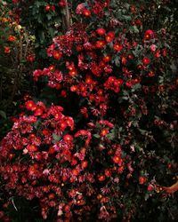 Close up of red flowers