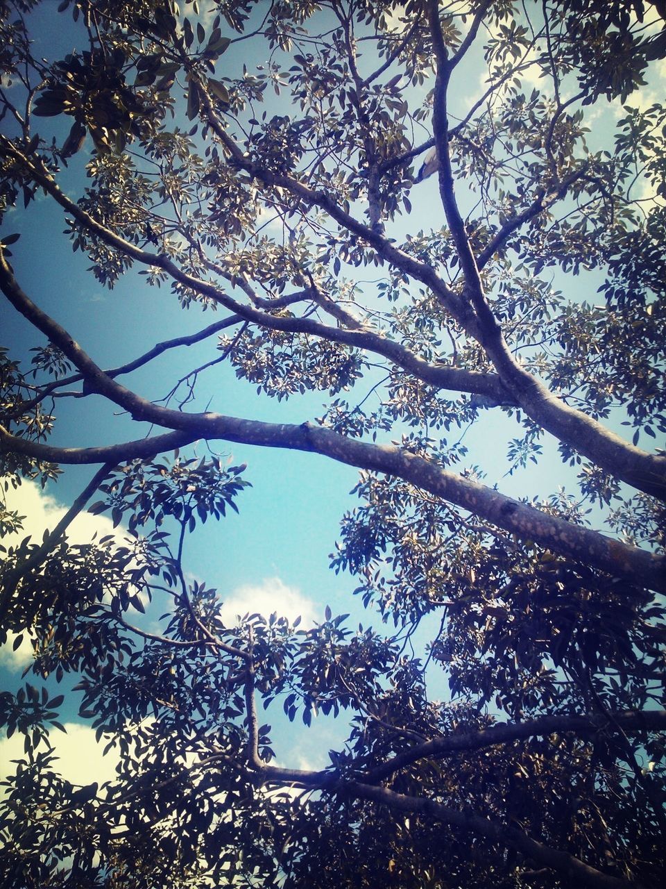 tree, low angle view, branch, growth, nature, sky, beauty in nature, tranquility, clear sky, scenics, day, outdoors, no people, sunlight, tranquil scene, leaf, tree trunk, silhouette, high section, idyllic