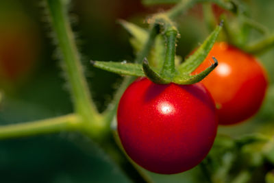 Close-up of red tomatoes growing on plant