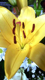 Close-up of day lily blooming outdoors