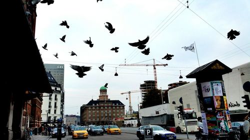 Low angle view of birds flying in sky