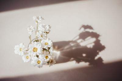 Close-up of white flowers on table