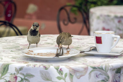 View of birds on table