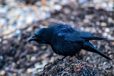 Close-up of raven on the beach 