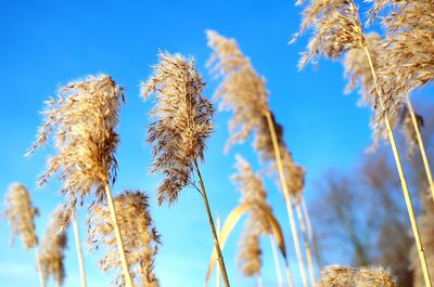 Low angle view of plants against sky