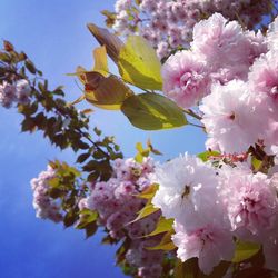 Low angle view of cherry blossoms