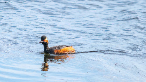 Duck swimming in a lake