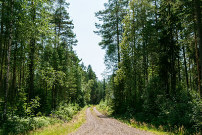 Dirt road amidst trees against sky