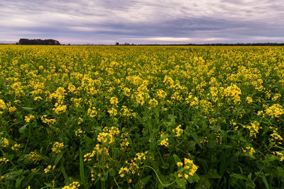 Scenic view of oilseed rape field against sky