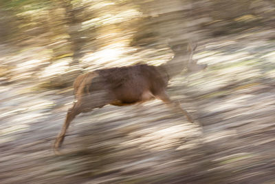 Side view of horse running