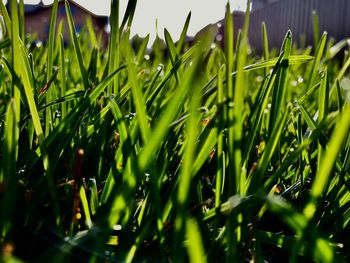Close-up of dew on grass