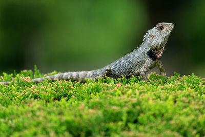 Close-up of lizard on land