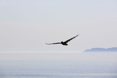 Birds flying over white background